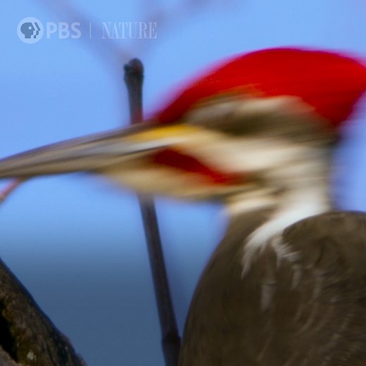 Get an intimate look at what makes woodpeckers so special. "Woodpeckers: The Hole Story" premieres Wednesday, November 2nd at 8/7c on PBS. [VID: They make an unmistakable sound, but woodpeckers are incredibly varied. And these charismatic birds drum in almost every forest, everywhere in the world. Think you know the woodpecker? Think again. This is the "hole" story.] | Nature | PBS