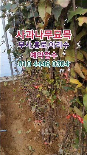 (15,000원)사과나무 묘목 #부사#홍로#아리수#