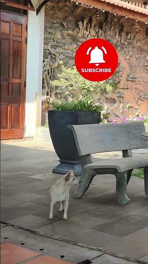 Disabled Dog With One Leg Still Fighting to Live 🐾❤️#shorts #funny