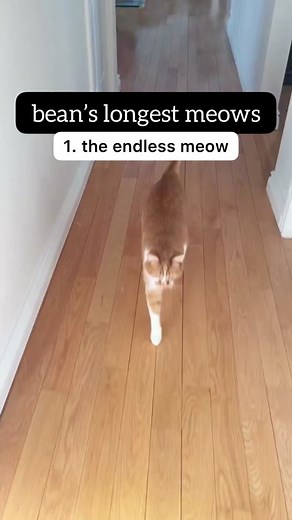 Understanding Cat Meows: How to Get Your Cat to Meow More