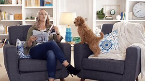 Dashing Dogs on Reels