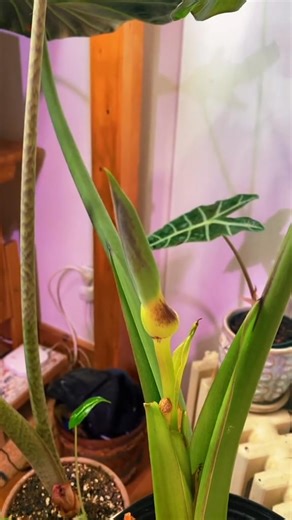 2K views | Reply to #plantparent #alocasia #plantdiy #overwatering #planttips #plantcommunity | Penelope Walker | Facebook