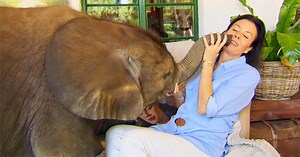 Woman Rescues Baby Elephant – He Now Follows Her Everywhere She Goes