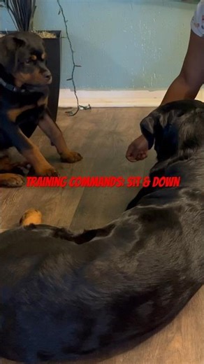 Training My 4 Month Old Rottweiler The Sit and Down Command #rottweiler #puppy #dogtraining #pets