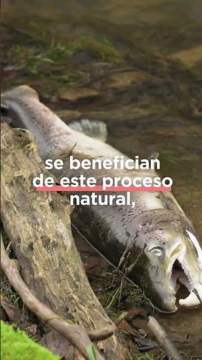 🐟 Salmon transport nutrients that keep river ecosystems alive
