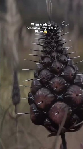 When Predator become a Prey😨 #predator #movie #alien #action #film #recap #robot #story