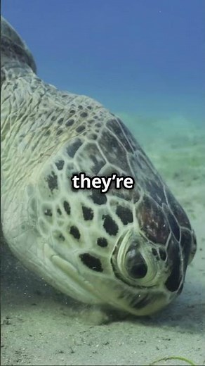 Fascinating Secrets of the Loggerhead Sea Turtle 🐢🌊