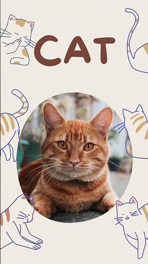 What is a CAT? 🐱 | Word of the Day for Kids | Learn English Vocabulary