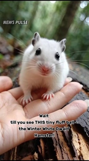 "Winter White Dwarf Hamster: The Tiny Fluffy Pet You'll Love | All About Dwarf Hamsters"