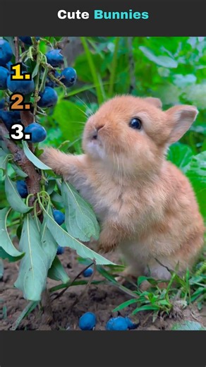 I can't stop watching these cute bunnies 🐇 #cute #animals #viral