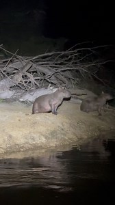 2K views · 5.3K reactions | Capybara up close! 磊 Likely one of the...