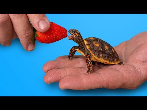 World’s Most Popular Pet Tortoise?