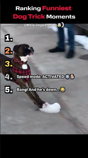 Funny Dog Trick Compilation 🐶😂 Amazing Tricks & Fails