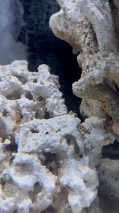 72K views · 1.1K reactions | Fishy Business on Reels | Facebook