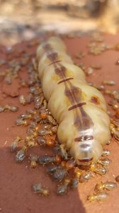 1.5M views · 11K reactions | Termite colonies can chew through wood,...