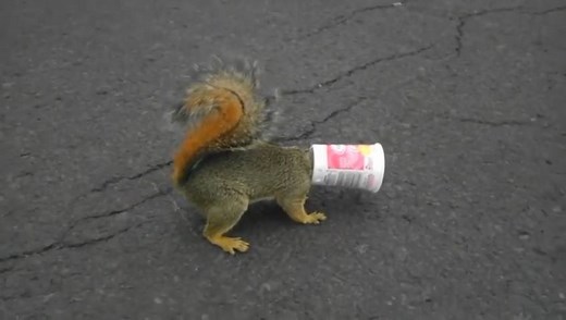 1.2M views · 23K reactions | These two dudes saved this squirrel from her yogurt death | Smosh | Facebook