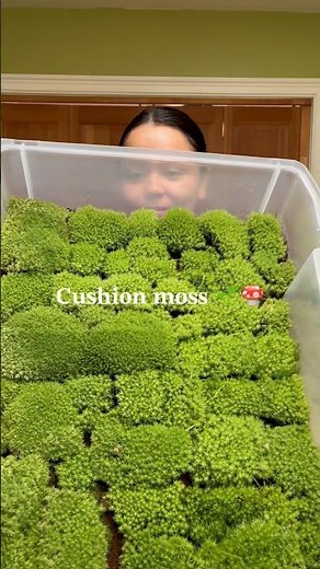 Growing Cushion Moss Update!! #cushionmoss #moss #mossgarden #mossart #terrarium