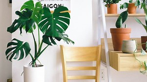 The Best Soil For Swiss Cheese Plants – Days in Garden