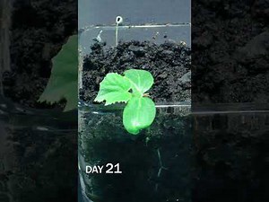 Cucumber sprouting under soil time lapse