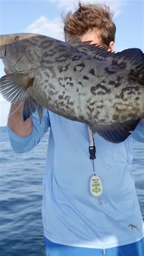 Look at those snapper right behind the boat! #Tampabay #snapper #fishing | Groupermvp