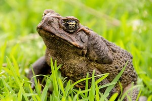 ▷ Sapo Gigante » Características, Alimentación, Hábitat, Reproducción, Depredadores