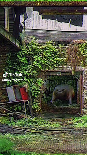 Holy Frog Father on TikTok