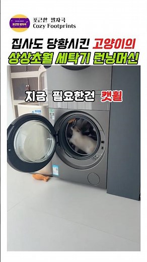 집사도 당황시킨 고양이의 상상초월 세탁기 런닝머신 #고양이#반려동물 #냐옹이 #고양이일상 #고양이영상