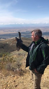 6.9K views · 492 reactions | Cooper's Hawk - living free and in the wild! | Wild Kratts | Facebook