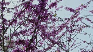 Redbud Tree with Buds and Flowers in Spring Footage.