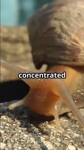 The Horrifying Effects of Salt on Snails