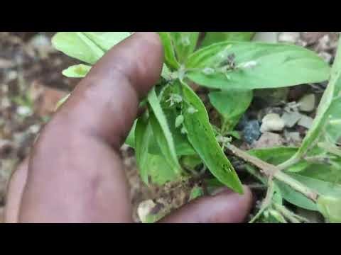 मध्य प्रदेश में पाए जाने वाला चिरायता की पहचान। दीया चिरायता।