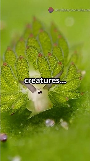 This Sea Slug Does PHOTOSYNTHESIS ! 🐌 #historyshorts #ocean #seacreatures #amazingnature