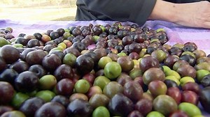 Olives Galore - Gardening Australia