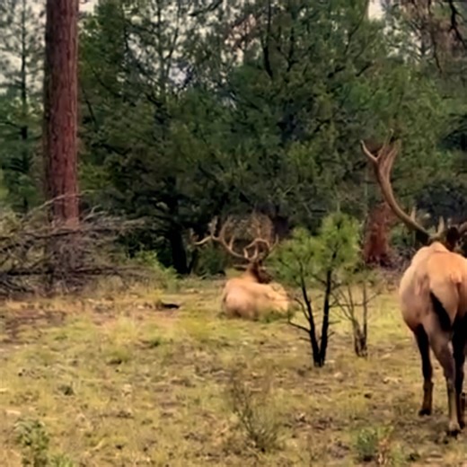 Town of Tusayan, Arizona — winter daylight Located in the Town of Tusayan, often called the doorstep to the Grand Canyon, the day begins quietly. The air is cold, the light low, and the landscape still. One of the unexpected moments on a Buck Wild Hummer Tours experience comes without warning. The vehicle slows. Someone near the window notices movement in the trees. A small group of elk passes through. Mule deer follow at a distance. And on rare days, if timing allows, a California condor glides