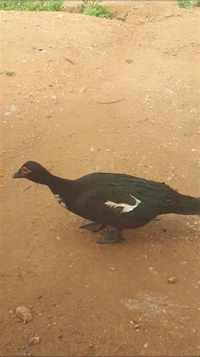 How to Tell When a Muscovy Duck Is About to Lay Eggs