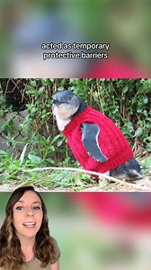 142K views · 11K reactions | It's never too late to find a new purpose.  At 109 years old, Australia's oldest man Alfie Date began knitting tiny sweaters for oil-covered penguins. 臨 When the penguins had enough sweaters, he switched to making hats for premature babies, continuing his mission of warmth and care until he passed at 110.   Phillip Island Penguin Foundation #FeelGoodStories #GoodNews #cuteanimals #goodnews | That Good News Girl | Facebook