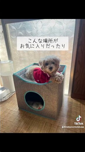 猫カフェの犬は猫化する