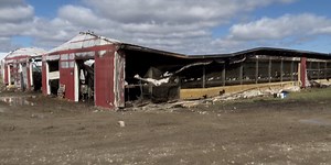 Barn fire claims lives of 200 animals at dairy farm