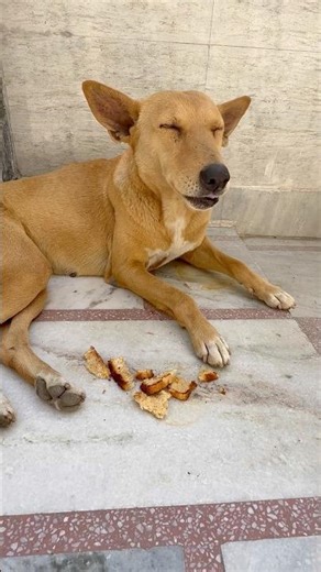 🥰😍 #cutedog #dog #hungrydogeatingbread #straydogs #peace #dogeshbhai