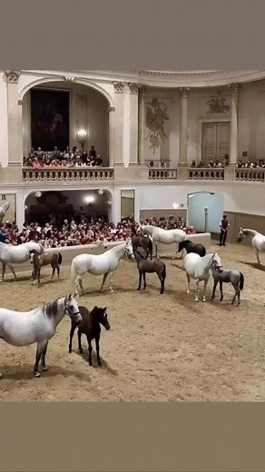 Lipizzaner foals of the Spanish Riding School of Vienna The bloodlines of the Lipizzaner stallions at the Spanish Riding School can be traced back to the 18th century and have never been interrupted. There is no other horse breed in the world with equally high breeding and training standards. More than 70 stallions of the famous white horses live in the Hofburg in Vienna. They are the heart of this centuries-old tradition that has been preserved until today. Just like 400 years ago, the horses a