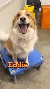Dogs with human names are the best! What’s your favorite human name for a dog? #dogswithhumannames | Canine To Five Midtown Detroit