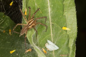 Grass Spider
