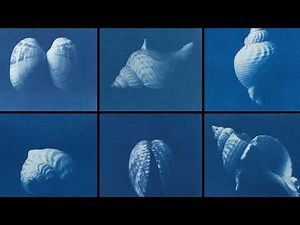 How to make a cyanotype print