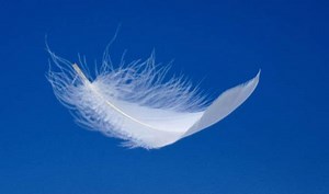 White feather - Alchetron, The Free Social Encyclopedia