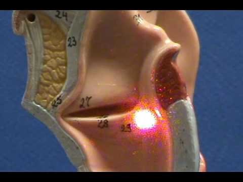 Bronchial Tree Model - Larynx - Sagittal View