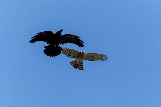 Crows vs. Hawks: An Ancient Conflict Between Bird Species