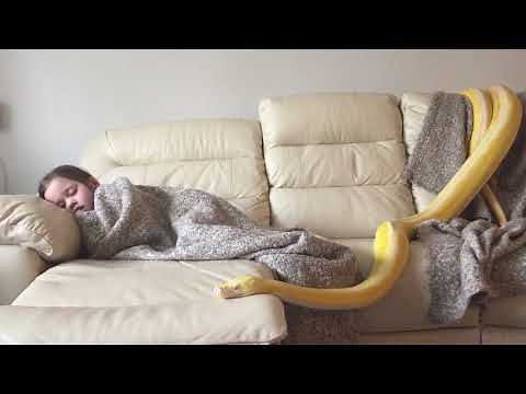 Reticulated Python decides eating human child could revoke couch privileges.