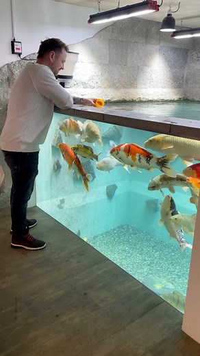 1.2M views · 15K reactions | Amazing Indoor Fish Pond  Let’s feed the Koi! 朗 #koi #koifish #japanesekoi #koipond #luxerylifestyle #luxuryliving #livingroom #homeinspiration #mancave #mancaveideas #luxeryhomes #fishinglife #fishtank | The Koi Partner | Facebook