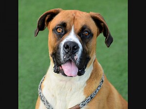 PHS Pet Of The Week: Meet Rocky, A Friendly And Bouncy Boxer Mix