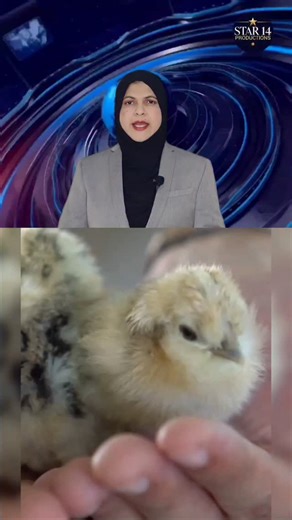 Star14productions on Instagram: "Bird flu outbreak in Kerala: H1N1 avian influenza has now been confirmed after testing. . . . . . . . . . . . . . #birdflu #avianinfluenza #h1n1 #kerala #healthalert #diseaseoutbreak #publichealth #virusalert #epidemic #healthnews #medicalupdate #poultryalert #infection #outbreaknews #safetyfirst #healthcare #trendingnews #indiahealth #star14productions"